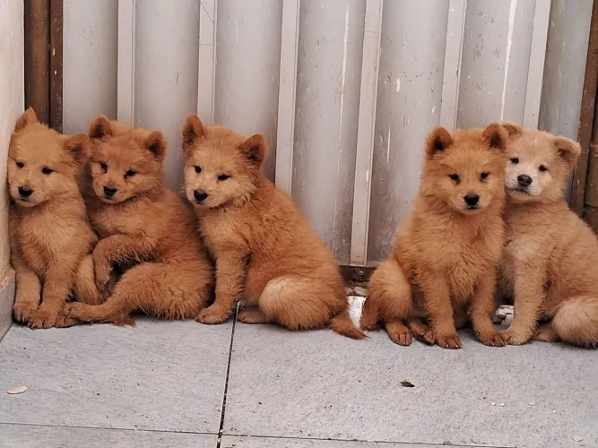 Chow Chow
