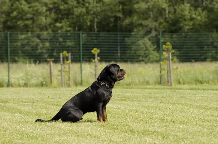 Rottweiler Seu novo companheiro de colo pode estar aqui