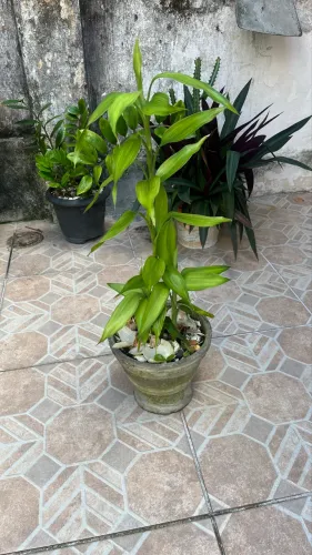 Planta bambu da sorte