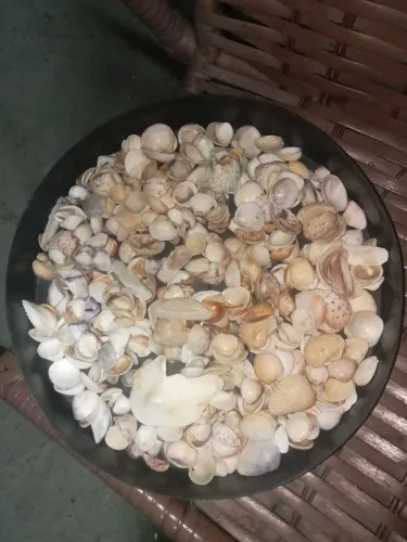 Conchas e pedras para decoração ou artesanato 