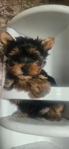 York shire mini fêmea e machinhos 45 dias pedigree