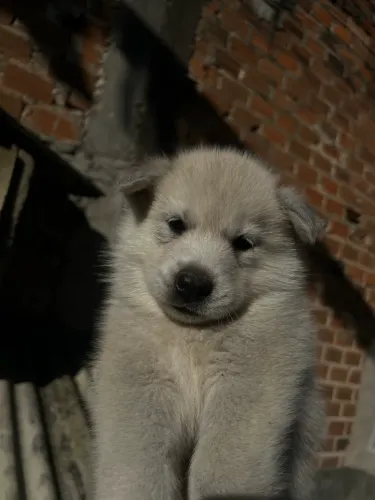 FILHOTES DE HUSKY SIBERIANO A VENDA 