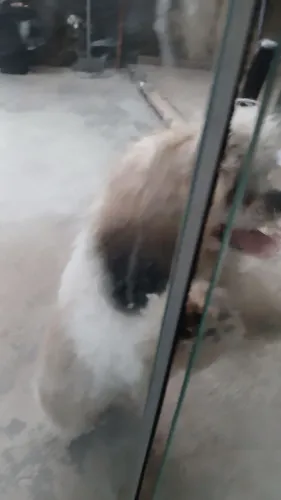 Cachorro marcho raça shitsu