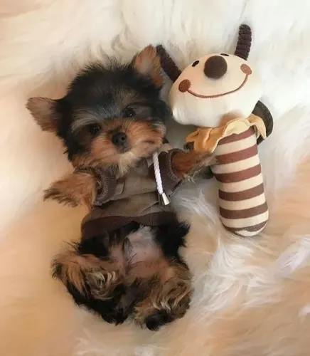Yorkshire Esse cachorro vai te acompanhar em todos os momentos