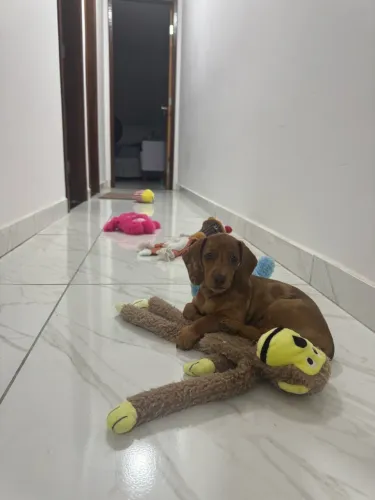 Dachshund arlequim fêmea