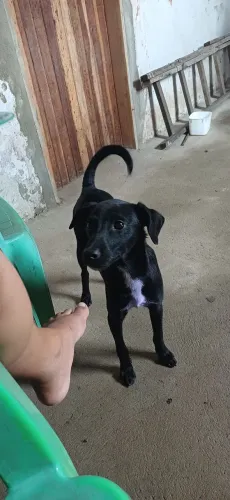 Cachorro para doação