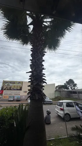 Coqueiro adulto 