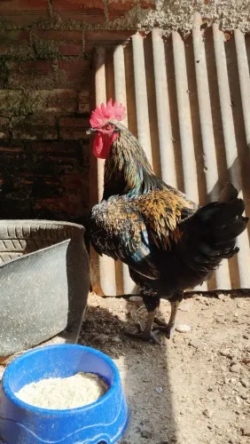 Galo caipira