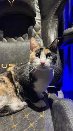Gata tricolor castrada adoção 