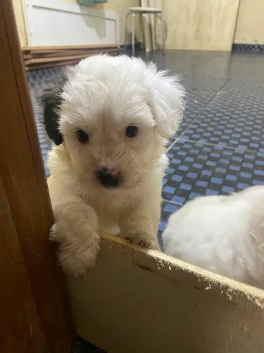 Filhotes de Lhasa Apso