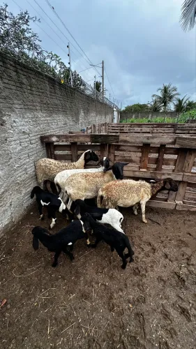 Vendo ovelhas paridas