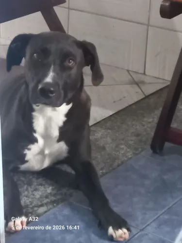 Doa-se cachorro