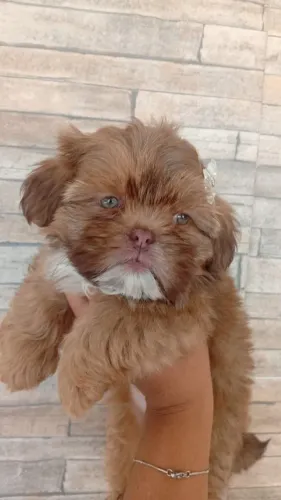 Vendo uma linda filhotinha de Shitzu fêmea