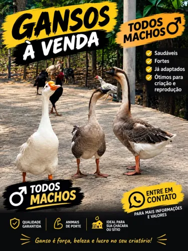 Ganso a venda