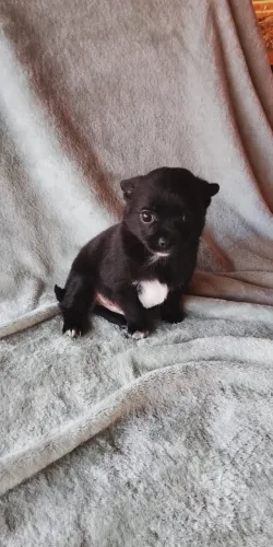 Chihuahua de pelo longo disponível