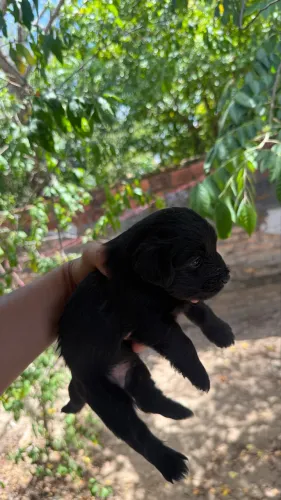 Vende-se filhotes de poodle 1