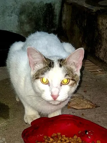 Gatos pra doar.