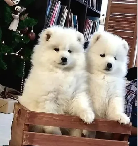 Casal de filhotes de samoieda