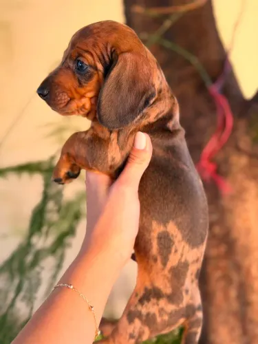 Dachshund machinho pelo longo