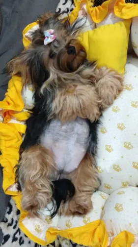 Yorkshire terrier