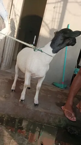 Ovelha de Raça