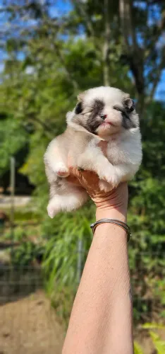 Luluzinho particolor ursinho