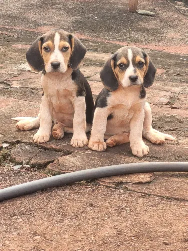 Casal Beagle