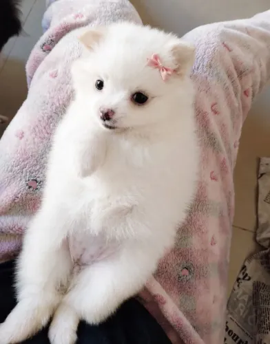 Spitz alemão anão FEMEA