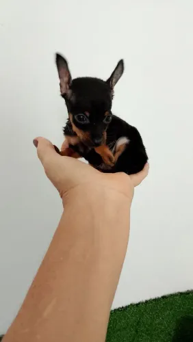 Pinscher miniatura 00 