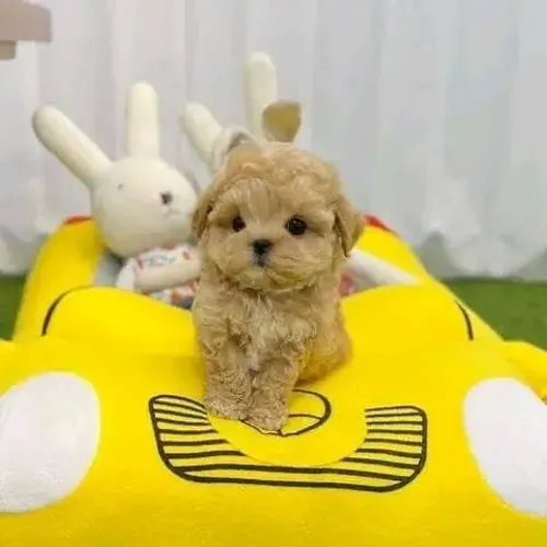 Poodle n1machinho