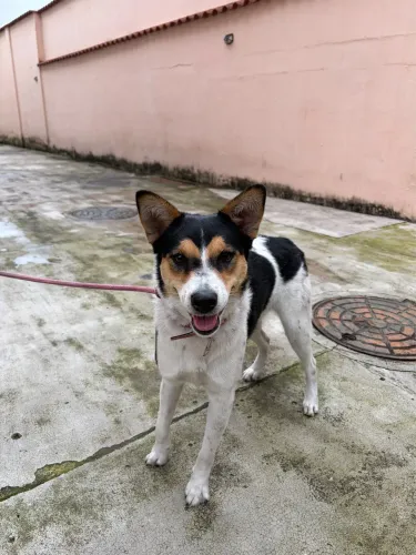 Doação de Cachorrinha