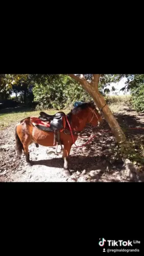 Poninho Poninho