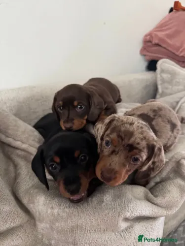 Bebezinho dachshund/teckel/basset/salsicha/cofap olhos claros e saudável
