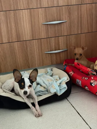 Pinscher 0