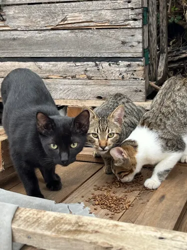 Gatos filhotes abandonados em Cariacica 