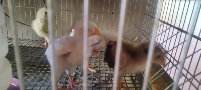 Pintinhos GSB, o melhor preço é aqui!!!