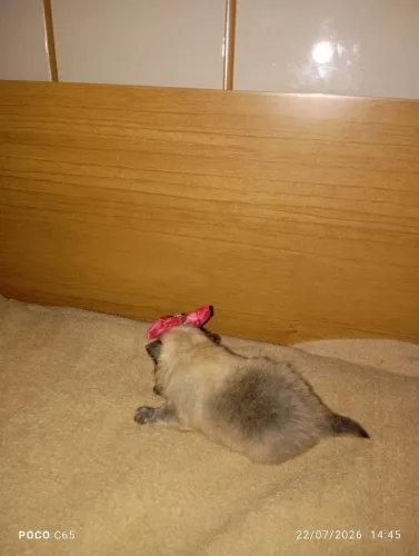 Vendo uma fêmea laranja 