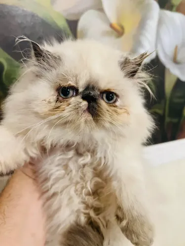 Gato persas fêmea * Mogi Guaçu