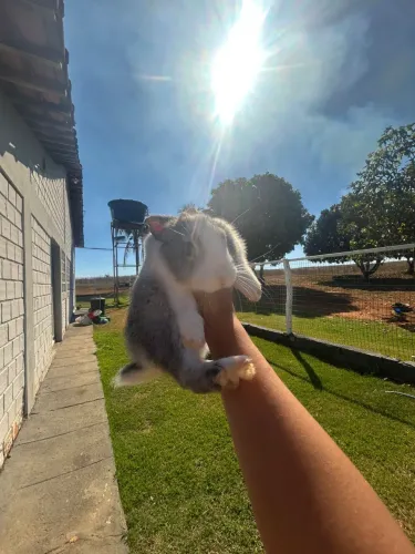 Vende-se coelhos filhotes