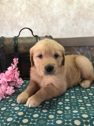 Golden Retriever,Golden Retriever Filhote Selecionado Alta Procedência