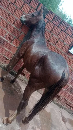 Vendo cavalo manço de sela