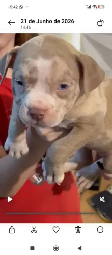 Pit Monster 