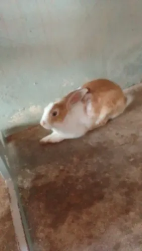 Vendo coelhos adultos e filhotes(adulto R$40 e filhotes R$35