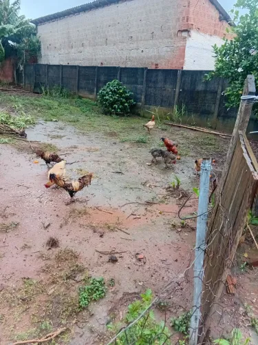 Outros animais