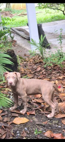 Vendo filhote de pitmonster fêmea com 3 meses.