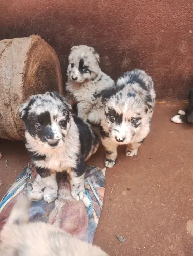 Border collie x pastor mantiqueira
