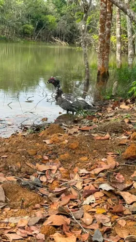 Vendo um Lindo Sobrado no Condomínio Lagunas