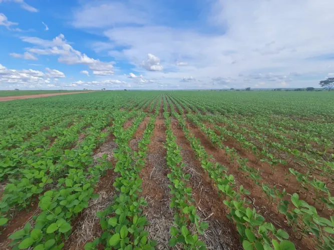 FAZENDA À VENDA REGIÃO DE NOVA MUTUM MT