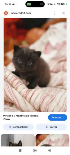 Procuro gatos