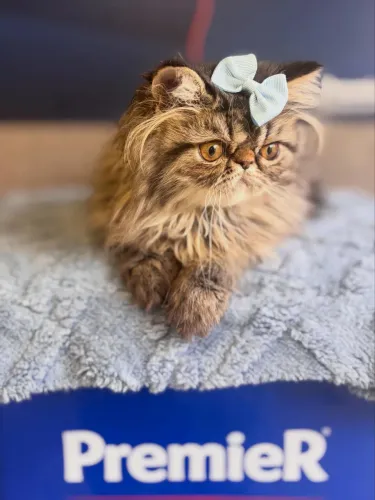 Filhote gato persa macho